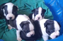 Full-blood Boston Terrier puppies