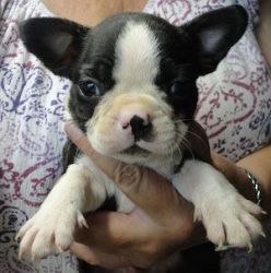Boston Terrier Puppies various colors, both sexes