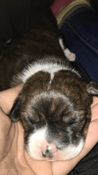 1 Boston terrier/dachshund mix female puppy