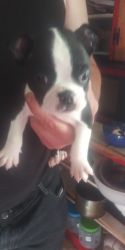 Purebred baby boston terriers