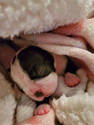 AKC Boston terrier puppies for sale