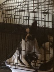 Puppy Boston terrier for sale