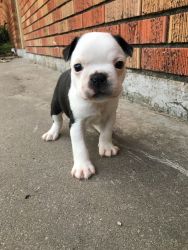 For sale Boston Puppies