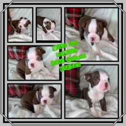 Boston Terrier puppies available