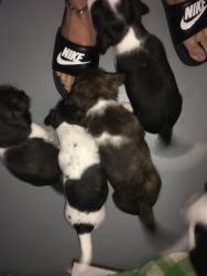 Boston terrier mix puppies