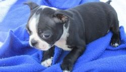 Male and female Boston Terrier puppies