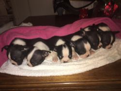 Pure Bred Boston Terrier puppies