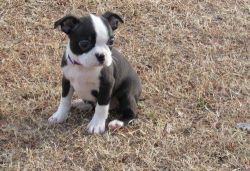 Home Raised Boston Terrier Puppies For Sale