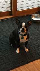 AKC female Boston Terrier