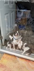 For sale Boston terriers