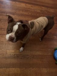 10 month Boston terrier for sale