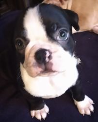 Boston Terrier Pups For Sale!