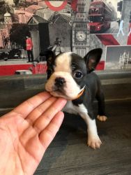 Boston Terrier Puppies For Sale Only 2 Girls Left