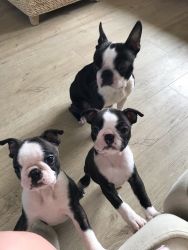 Lovely Boston Terrier Puppies Up For Grap