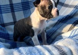 Boston Terrier Puppies Up For Grap
