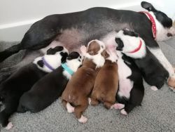 Boston terrier puppies for Adoption