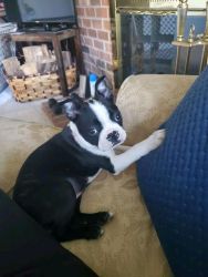 Lovely Boston Terrier puppies For Adoption
