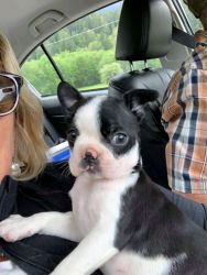 Akc Healthy registered Boston Terrier Puppies