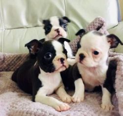 Boston Terrier puppies for you.