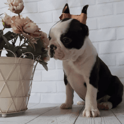 Kid friendly 3 month old Boston Terrier puppies for rehoming.