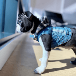 Male and female Boston terrier puppies for sale