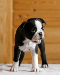 Extremely Cute Boston Terrier Puppies Available