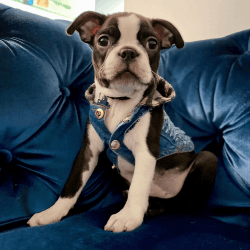 Boston Terrier Puppies For Sale