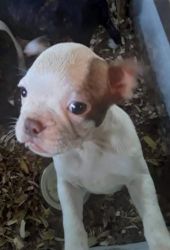 10 week old Boston Terrier Puppies, 2 Males and 1 Female
