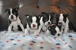 Boston Terriers puppies ready