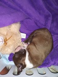 Male Brown and White Boston Terrier puppie