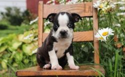 Selling Boston Terrier puppy
