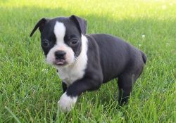 Gorgeous Boston Terrier puppies available