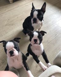 Lovely Boston Terrier Puppies For Adoption