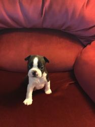 Home Raised Boston Terrier Pups