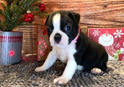 Compassionate Boston Terrier pups for sale
