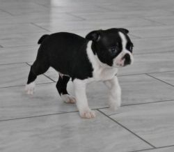 Boston Terrier puppies ready ( Akc registered )