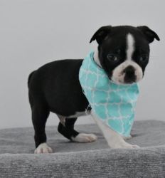 Registered Boston Terrier puppies for sale