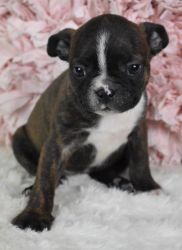 Male and Female Boston Terrier puppies for sale