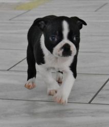 Purebred Boston Terrier puppies for sale