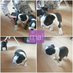 Cutest Boston Terrier Puppies for sale