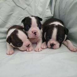 Boston Terrier puppies set for new homes.
