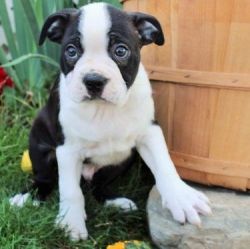 Adorable Boston Terrier Puppies For Adoption
