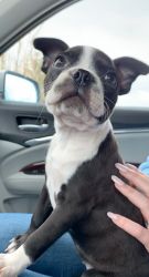 Boston Terrier Puppy For Sale (Female, 8 Weeks)