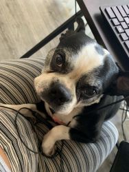 7 year old Boston terrier for sale
