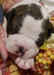 Only 1 Boston Male Puppy left Born 10/12/20
