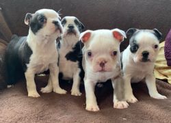 Beautiful male and female Boston Terrier Puppies