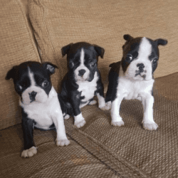 Beautiful Black brindle and white Boston Terrier Puppies
