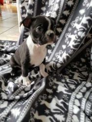 Boston Terrier puppies for Rehoming
