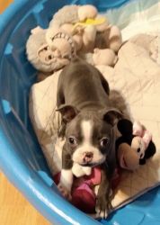 affectionate Boston terrier puppies