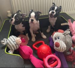 Trained Boston Terrier Puppies,Msg 610xx466xx544one